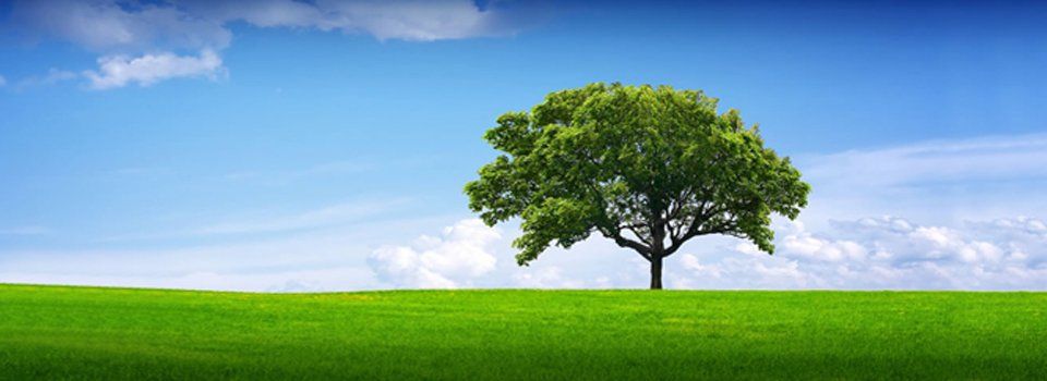 graphic of a lush green tree