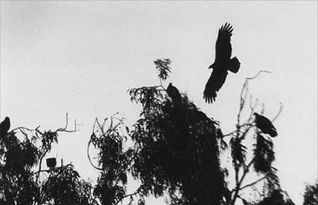Hawk Photo