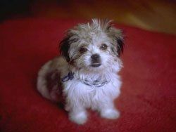 image-70874-Domesticated-642.jpg?1410561344551 image-70874-Domesticated-642.jpg?1410561344551
