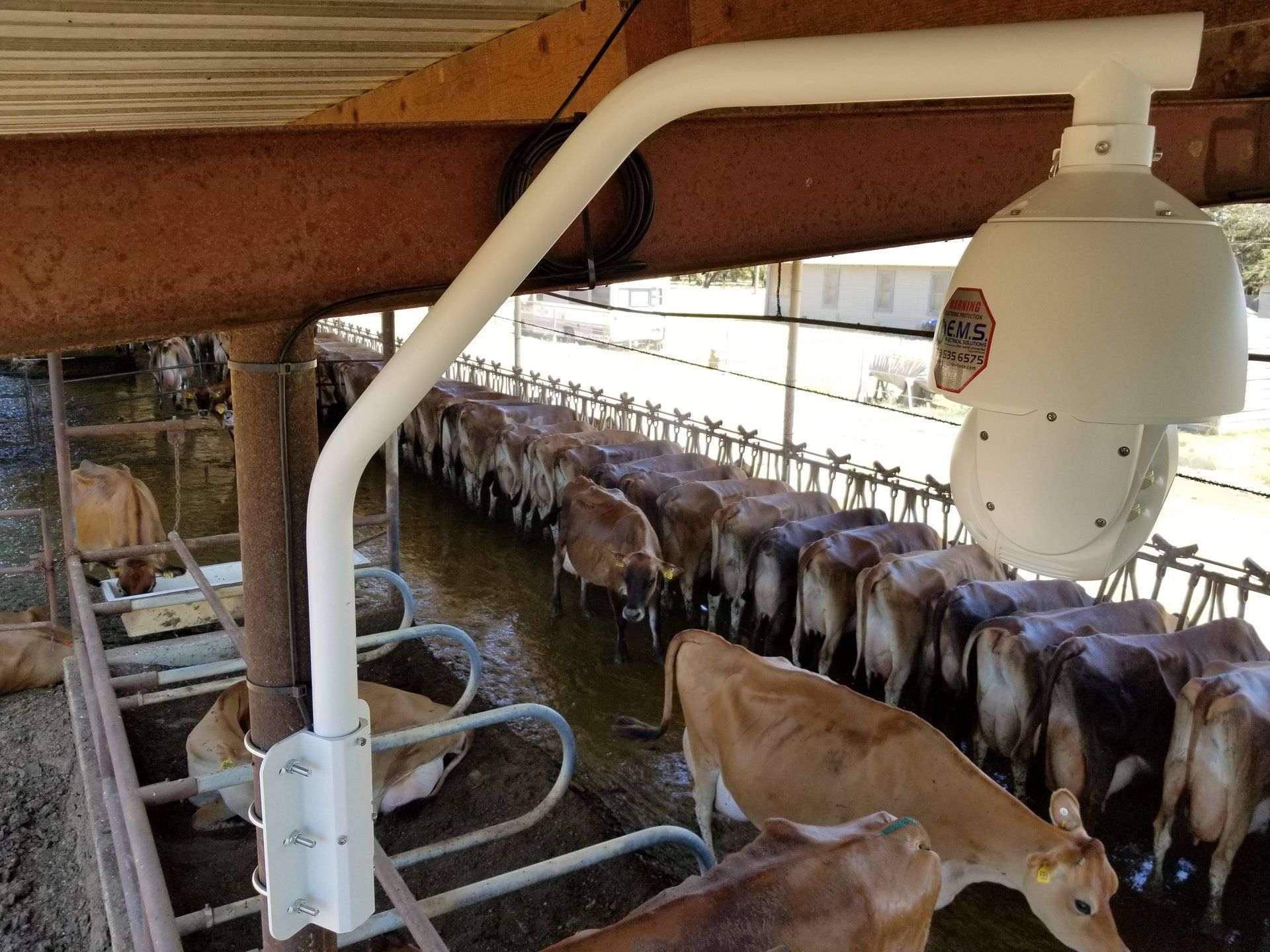 A row of cows are standing in a pen with a camera hanging from the ceiling.
