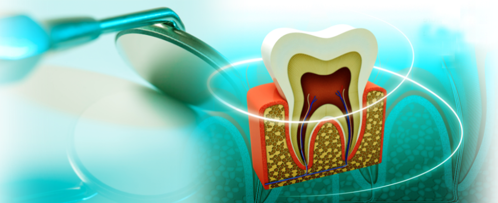 Studio odontoiatrico Disegno della sezione di un dente
