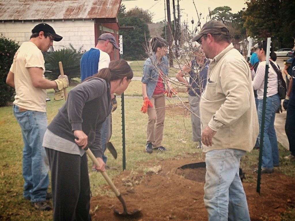 People planting trees in a grassy area near a road; overcast day.