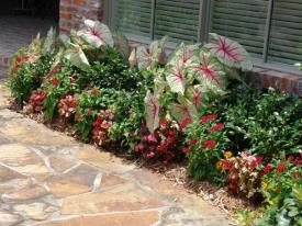 Flower bed with caladiums, red flowers, and green plants next to a brick building.