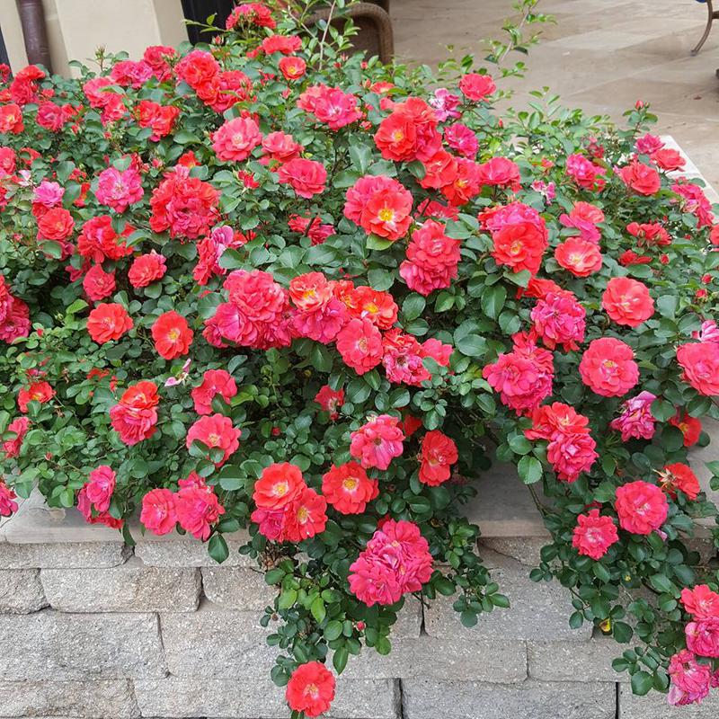 Red roses cascading over a stone wall, with lush green foliage.