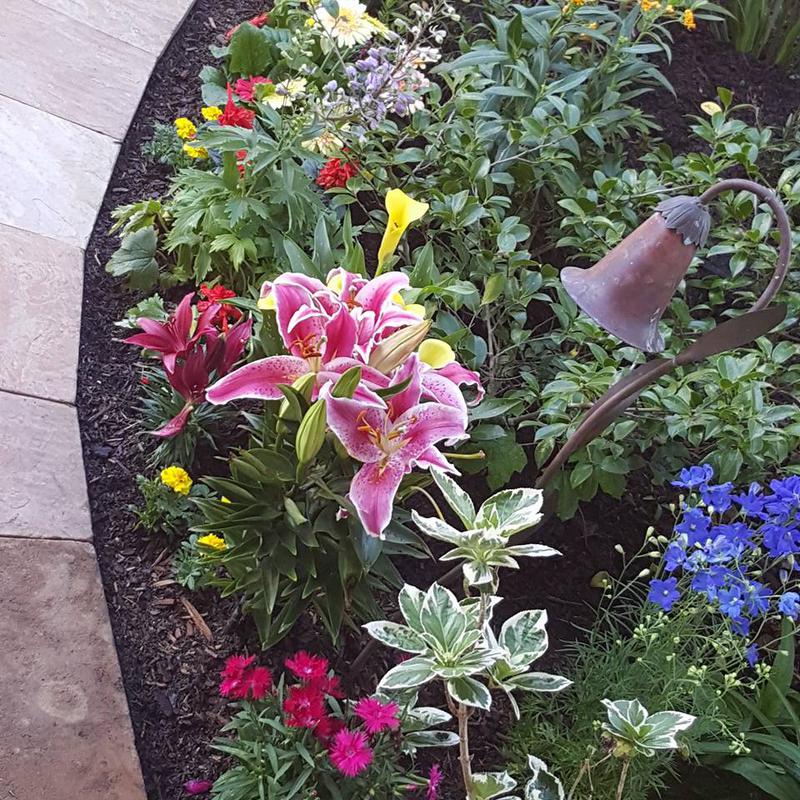 Flower garden with pink and purple lilies, bordered by dark mulch and a stone path.