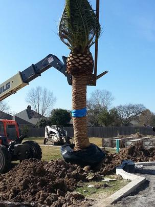 Beau Monde installing a large palm tree in Lafayette, LA