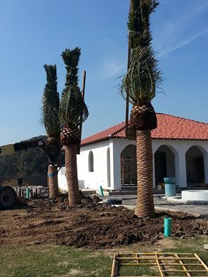Beau Monde installing palm trees in front of a white building. Lafayette, LA