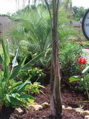 A lush garden with a palm tree, green foliage, and red flowers. Brown mulch and rocks surround the plants.