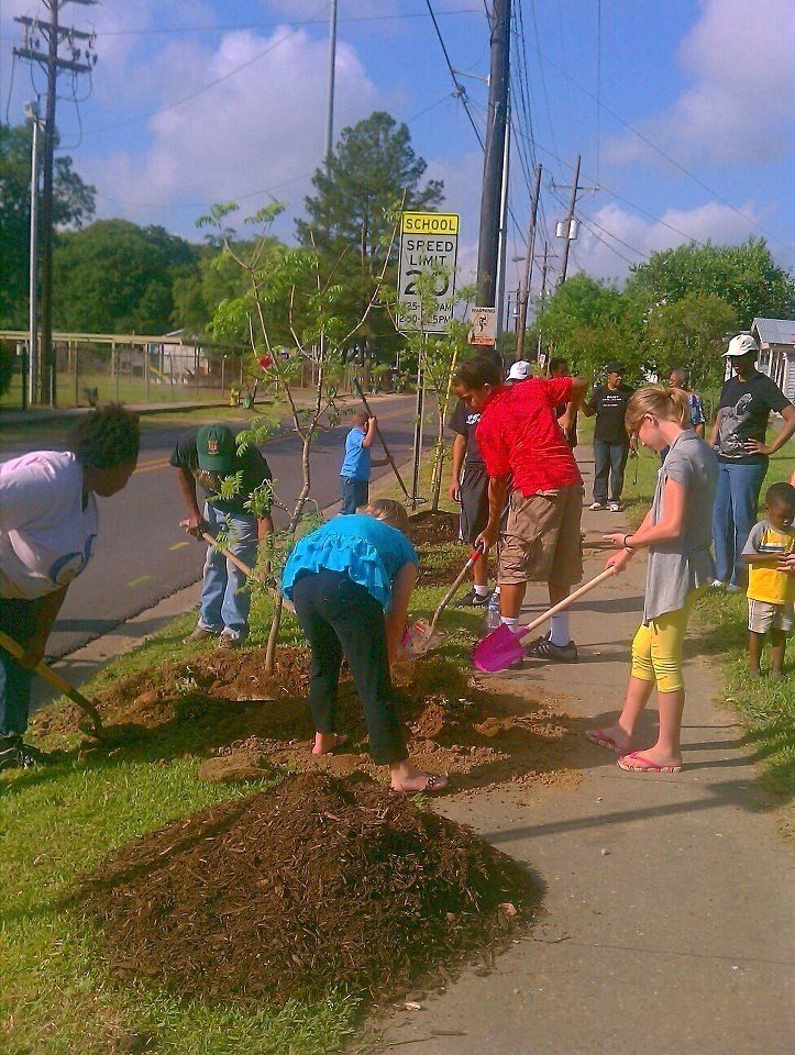 People planting trees along a sidewalk on a sunny day.