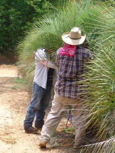 Beau Monde picking up palms in Forest Hill, LA to be delivered to Lafayette, LA
