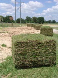 Beau Monde has sod delivered to job site in Lafayette, LA