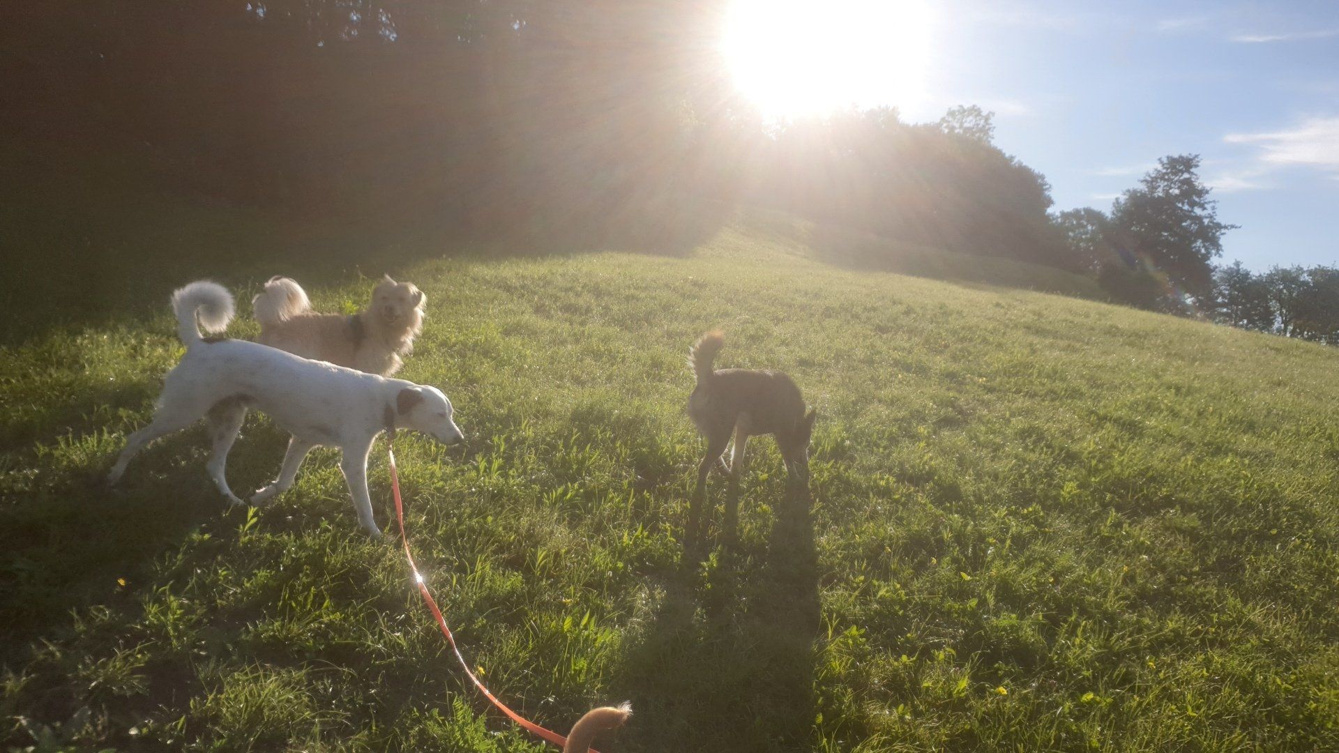 Hunde
