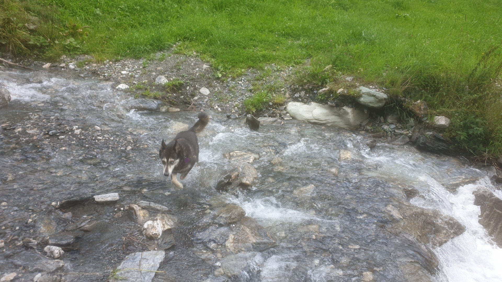 Hunde