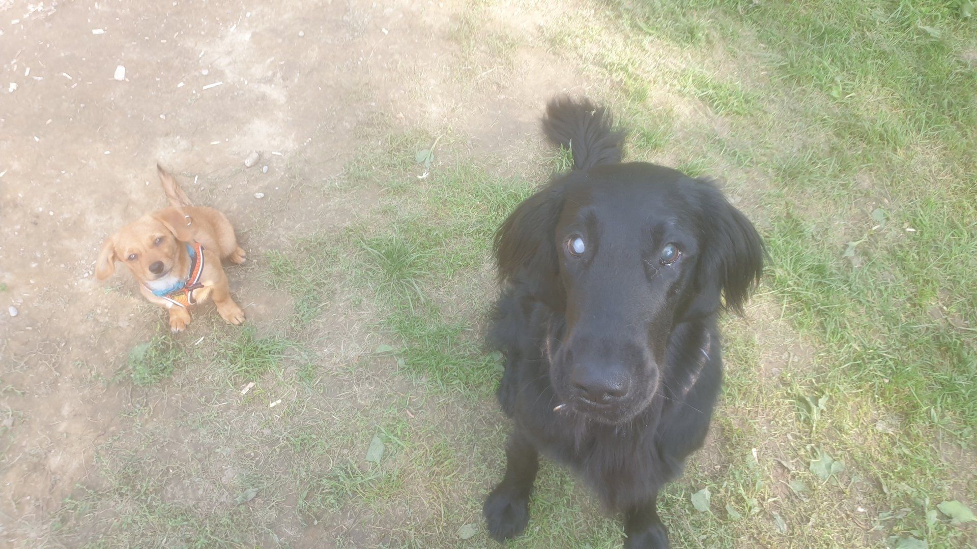 Hunde