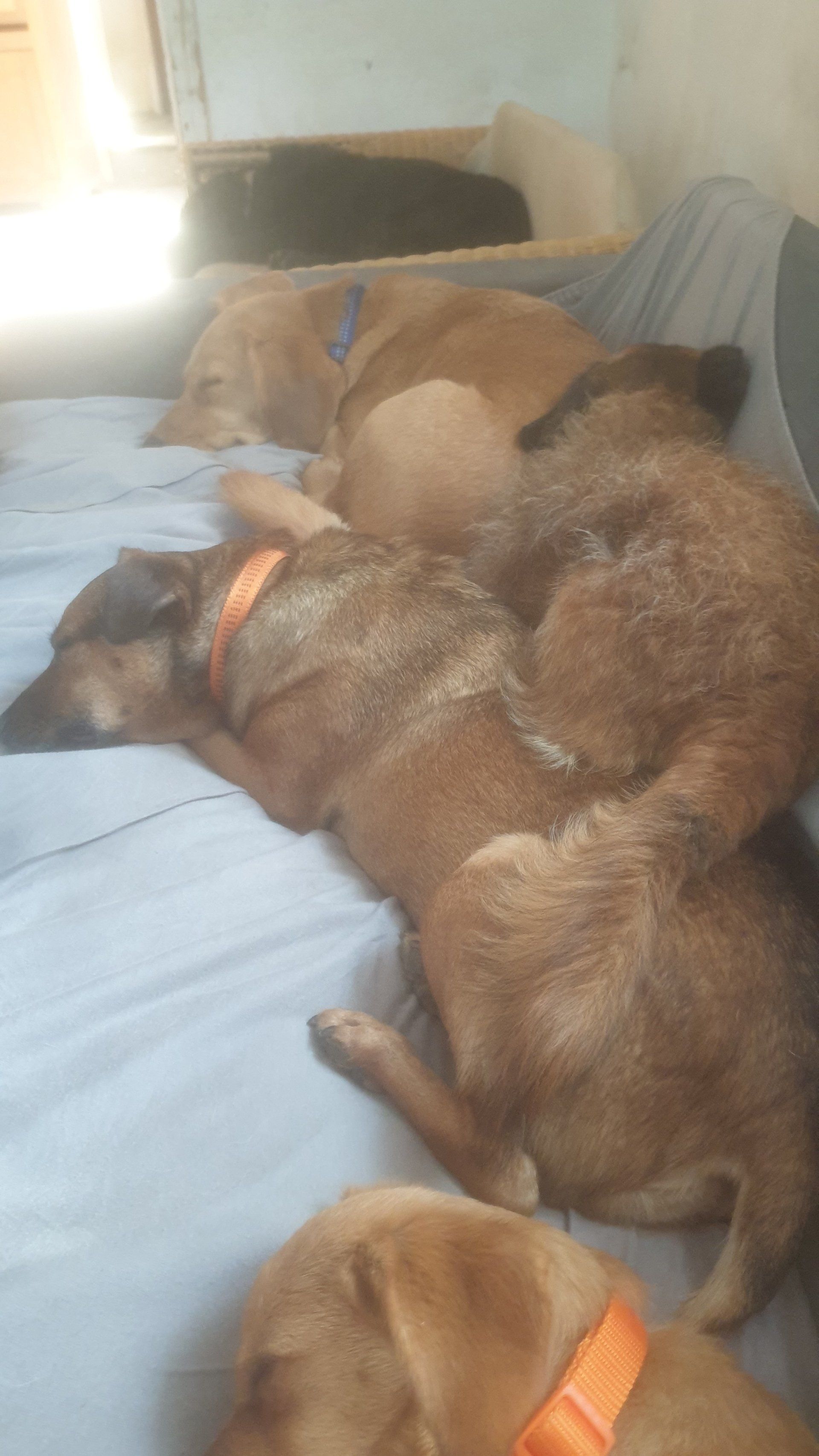Hunde