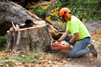 Stump grinding services