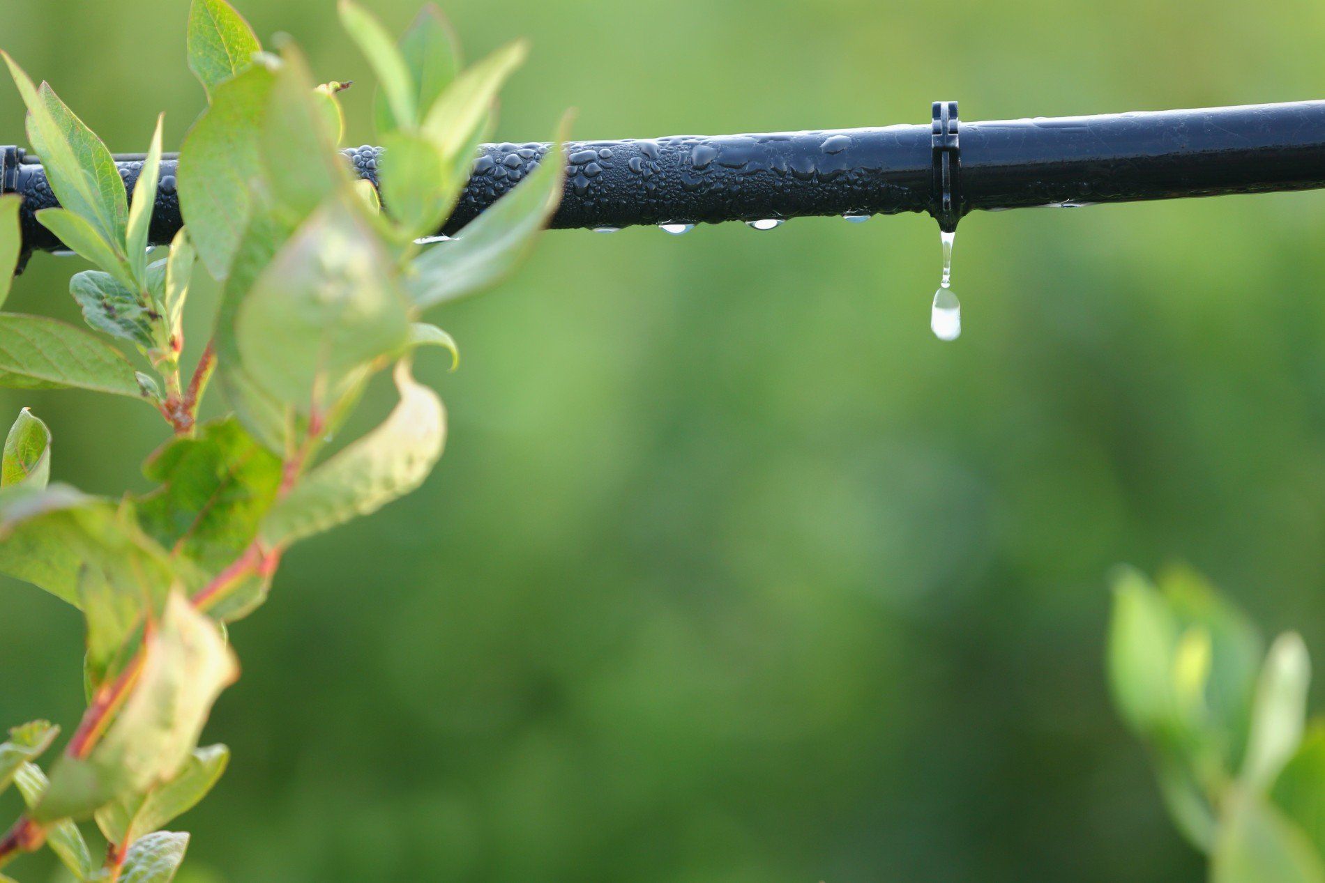 impianti di irrigazione a goccia