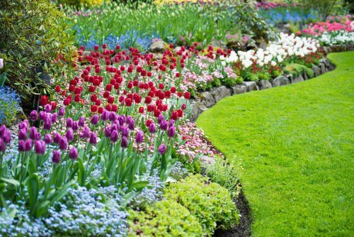 fiori in un giardino