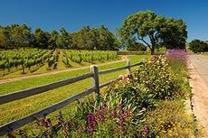 Santa Ynez