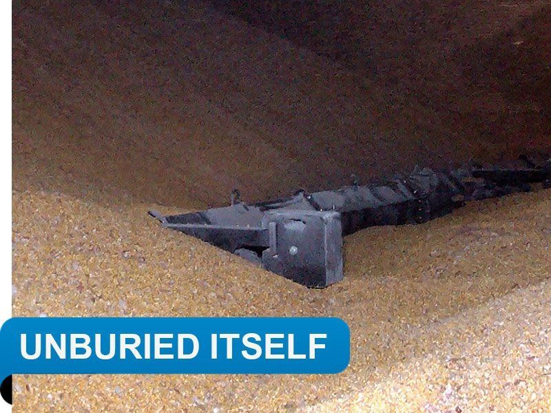 Unburies itself from a grain avalanche 