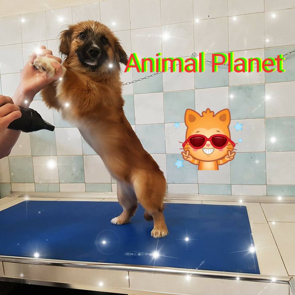 animal planet