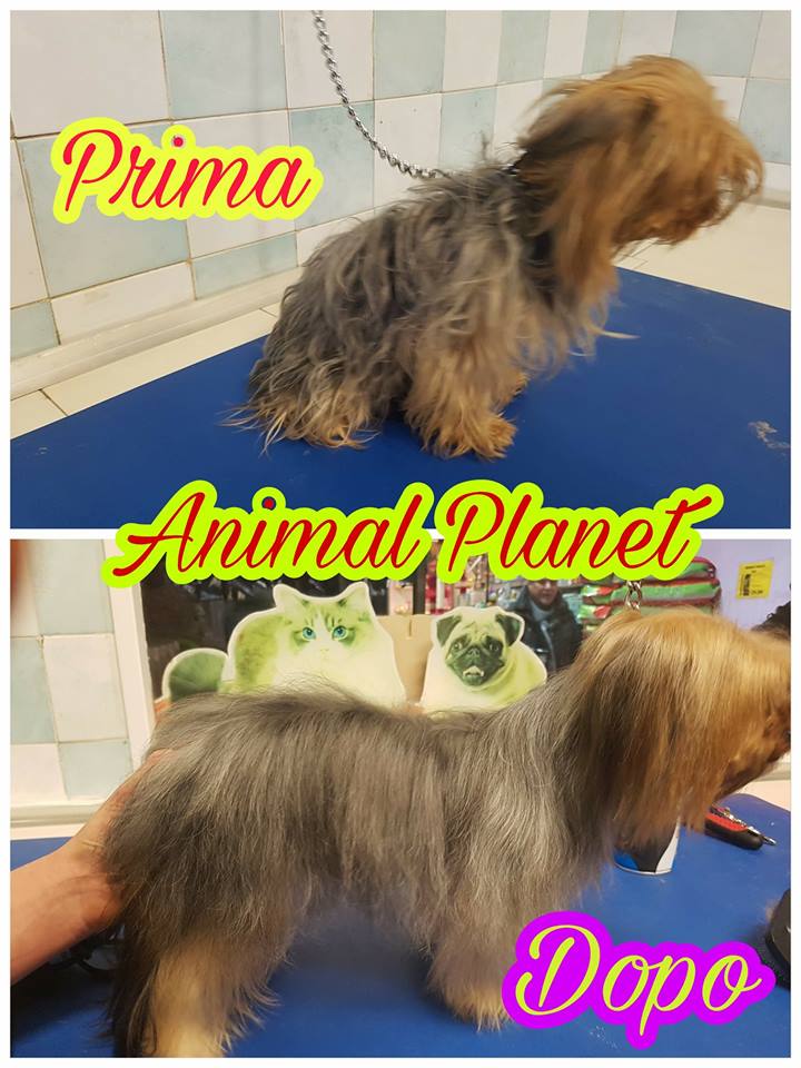 animal planet