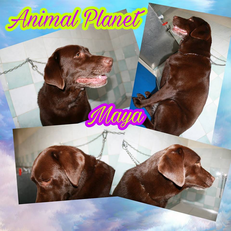 animal planet