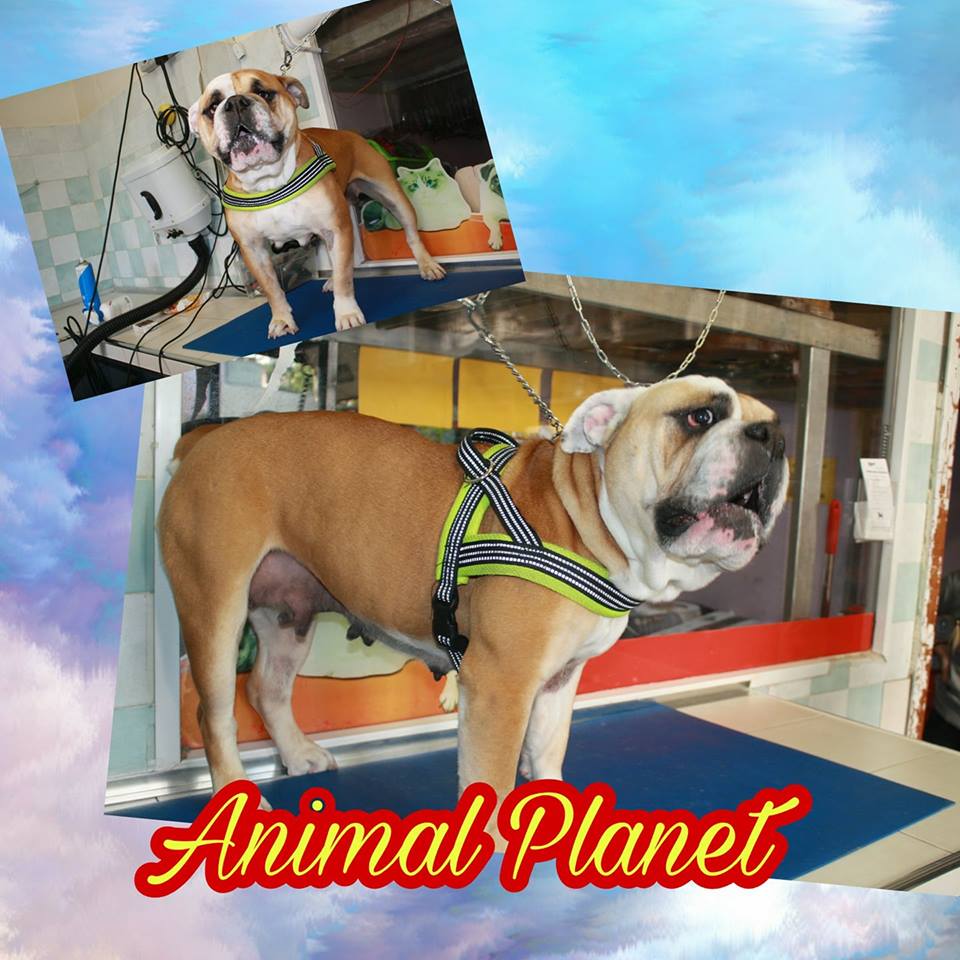 animal planet