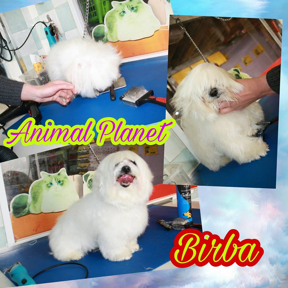 animal planet