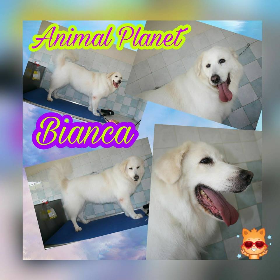 animal planet