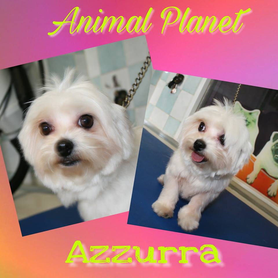 animal planet