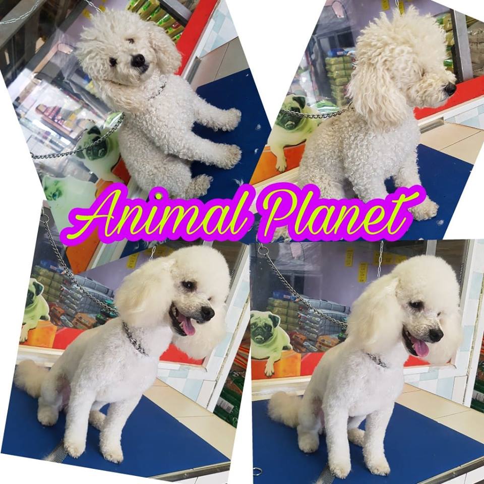 animal planet