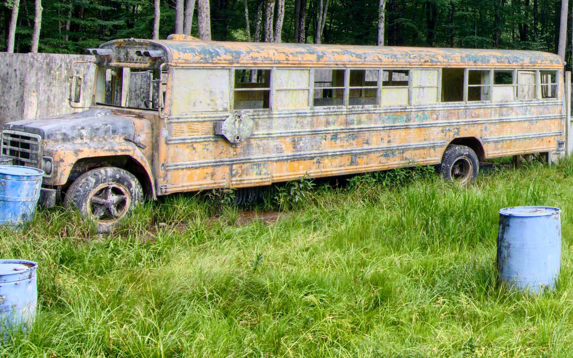 An old yellow school bus, covered in paint, sits in tall grass with blue barrels.