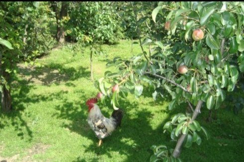 Gallo