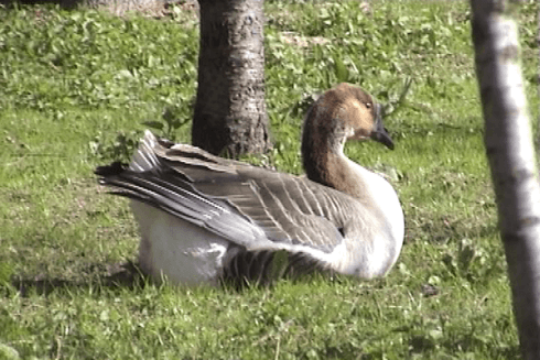 Fattoria con animali