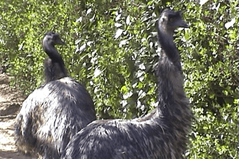 Animali della fattoria