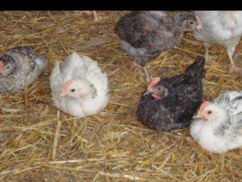 Galline e tacchini