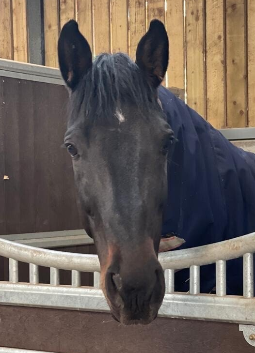 Stallion - Fiego