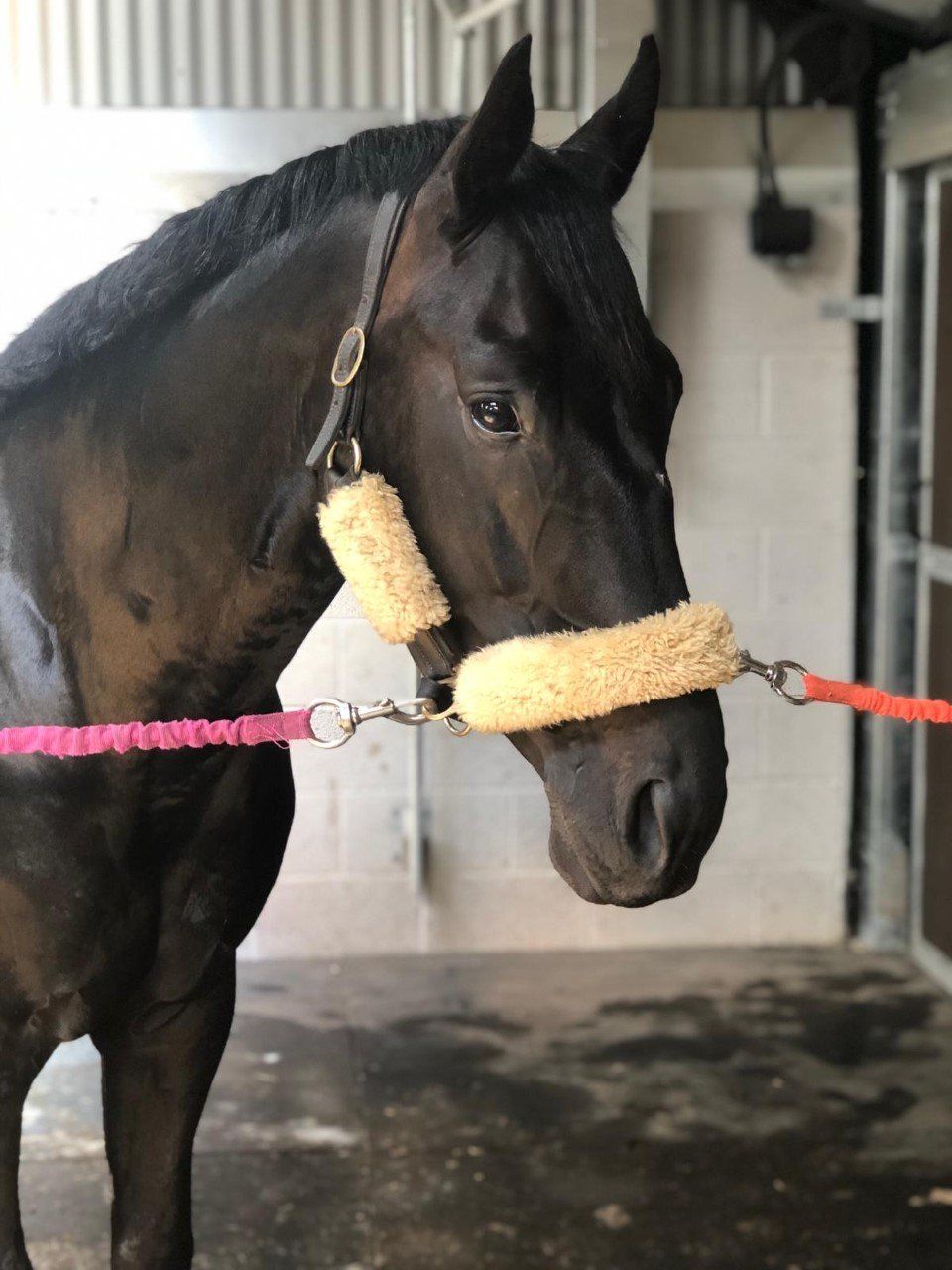 Stallion | Aurum Del Caribe Z