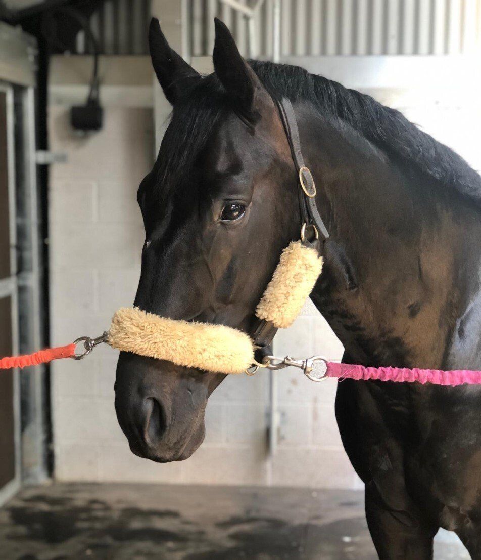 Stallions |Stud Farm
