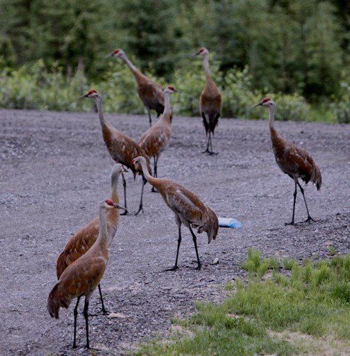 A group of brown sandhill cranes with red crowns walk across a gravel path near a grassy verge.