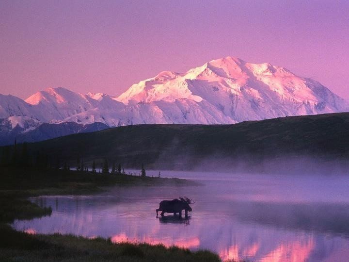 A lone moose stands in a misty, purple-hued lake reflecting a snow-covered mountain peak at sunset.