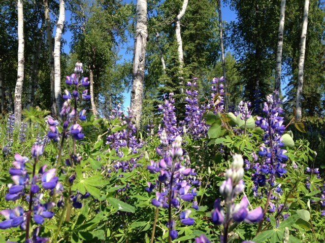 A field of purple lupine flowers blooming in front of a forest of white birch trees under a clear blue sky.