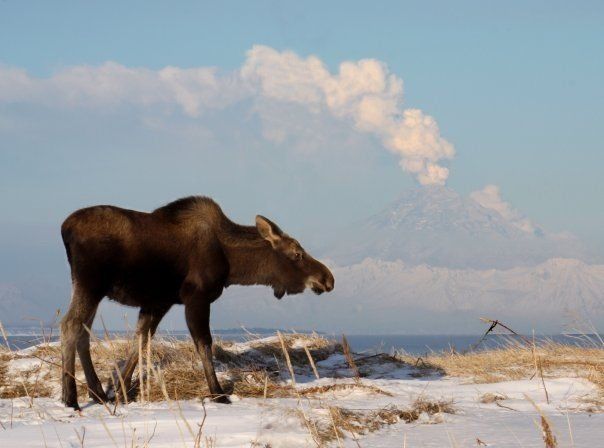 A moose walks through a snowy, grassy landscape with a volcanic mountain erupting in the background.