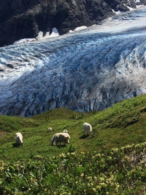 A small herd of white mountain goats grazing on a grassy hillside in front of a large, crevassed glacier.