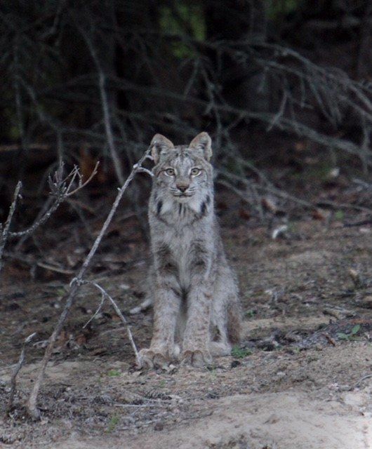 A Canada lynx with gray fur, tufted ears, and a neutral expression sits in a dirt-filled forest clearing.