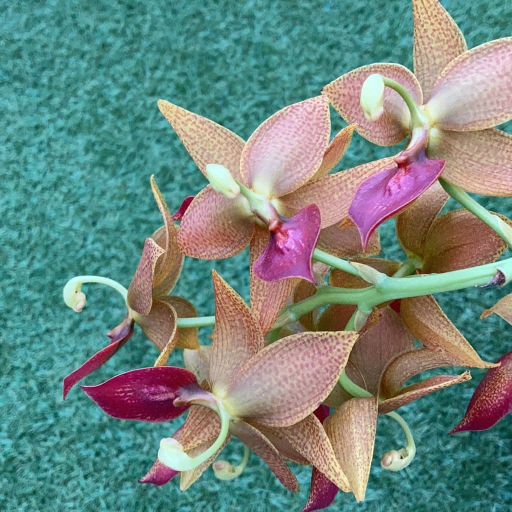 orchidea