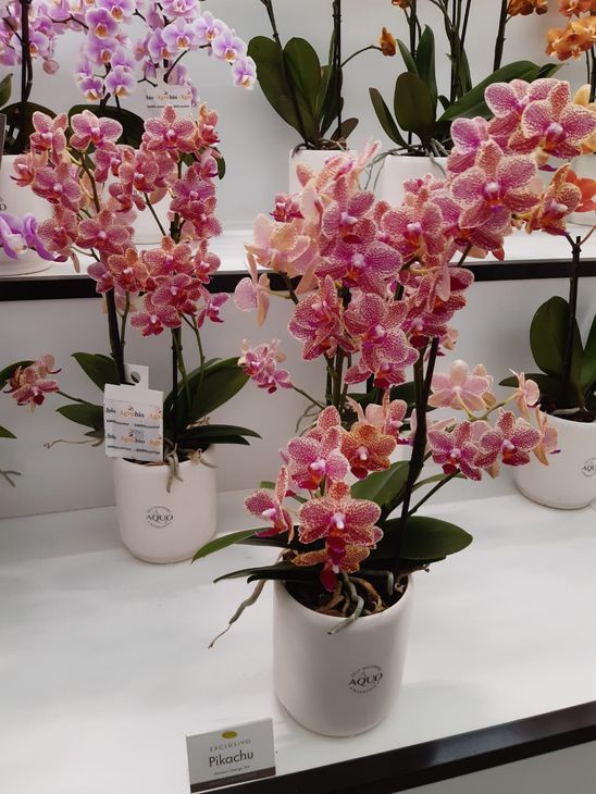Fiori