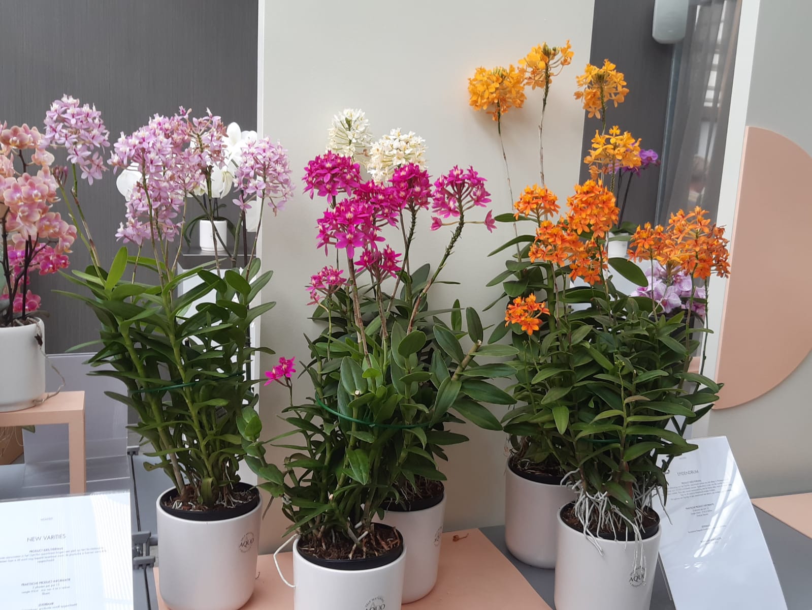 Fiori in vaso