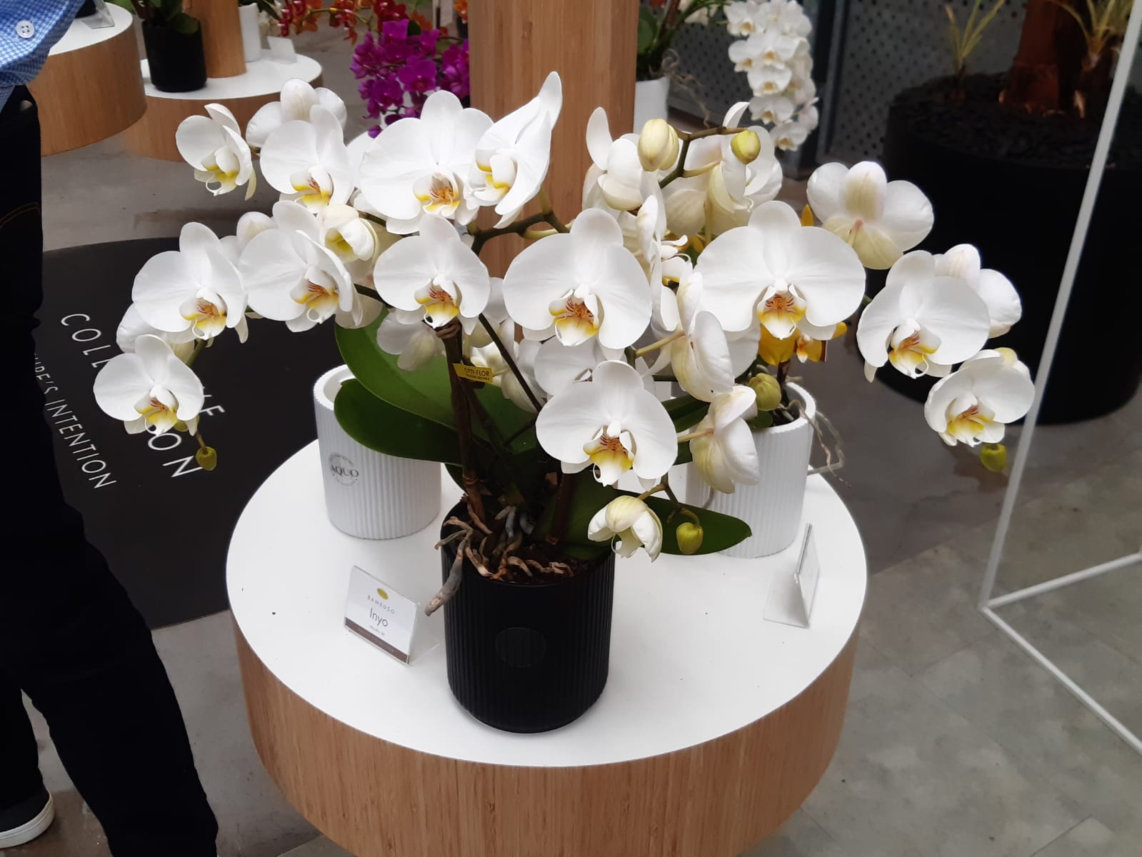 Fiori in vaso